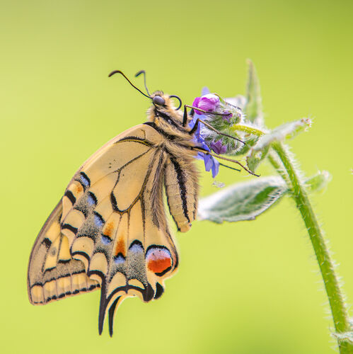 Wilco van der Laan_1