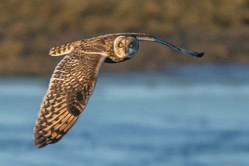 Wilco van der Laan_11