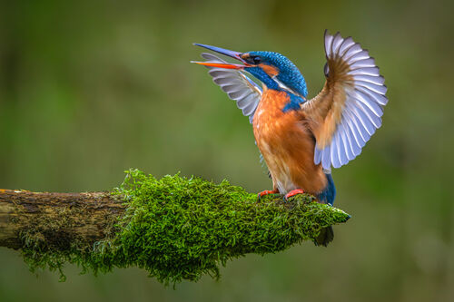 Wilco van der Laan_15