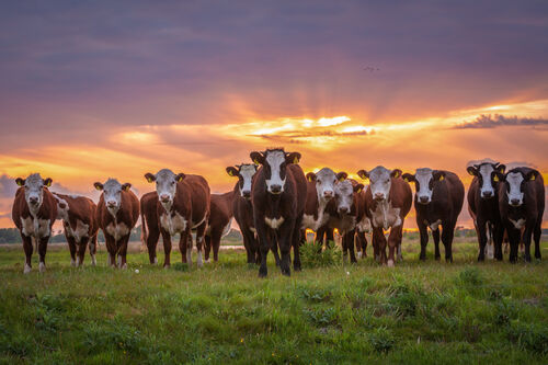 Wilco van der Laan_17