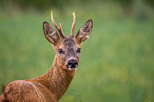 Wilco van der Laan_23