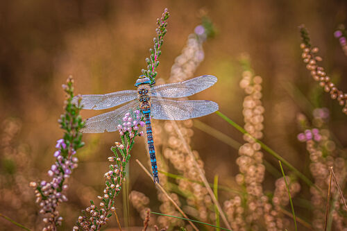 Wilco van der Laan_7