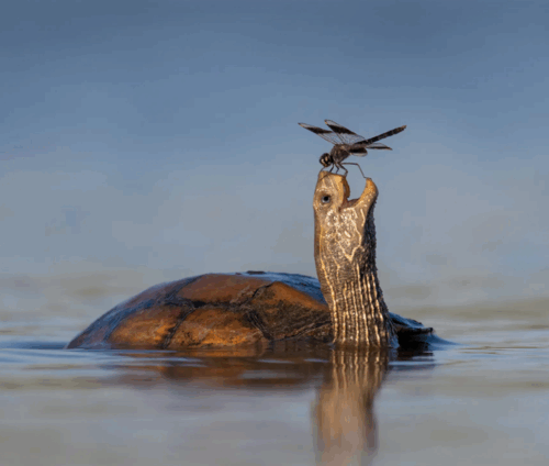 Wildlife 10