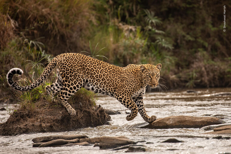 Wildlife Photographer of the Year 2024