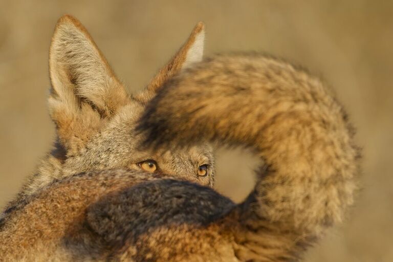 Wildlife Photographer of the Year 2026