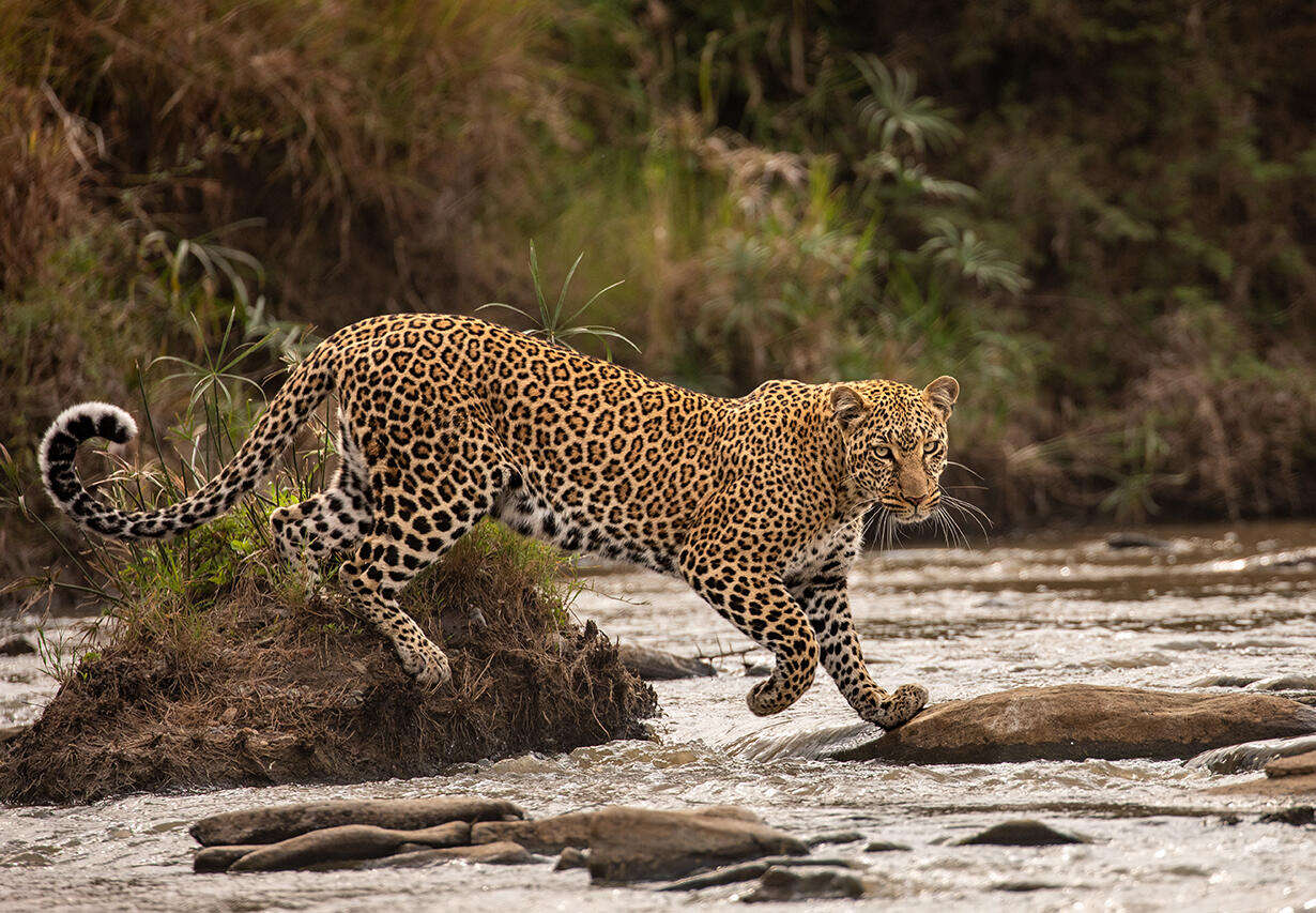 Wildlife Photographer of the Year