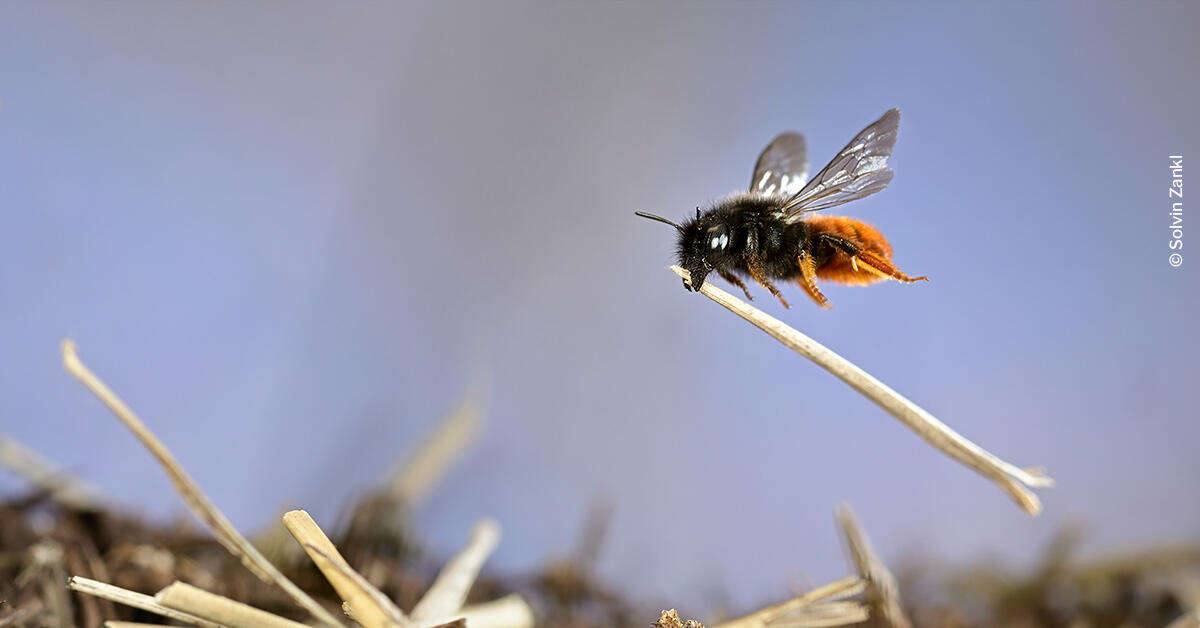 Wildlife Photographer of the Year