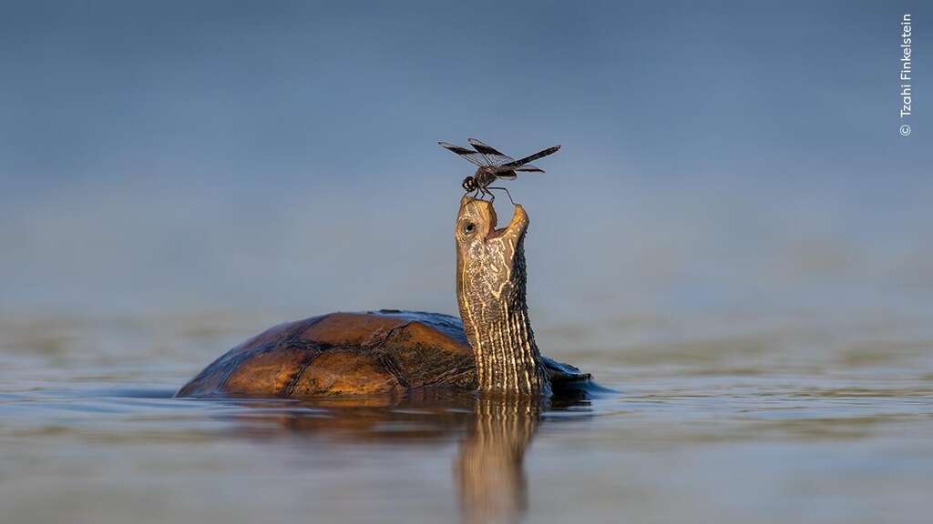 Wildlife Photographer of the Year 
